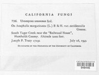 Image of Uromyces amoenus